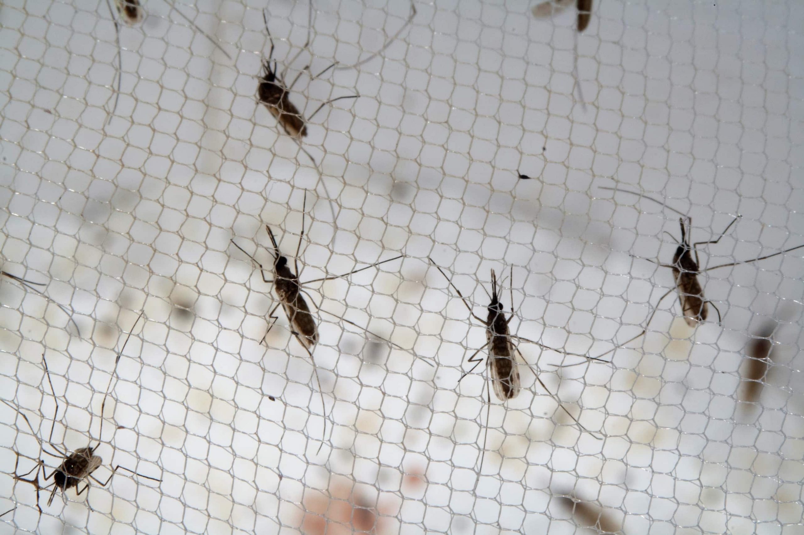 First in human clinical trials of the AnAPN1 malaria transmission-blocking vaccine