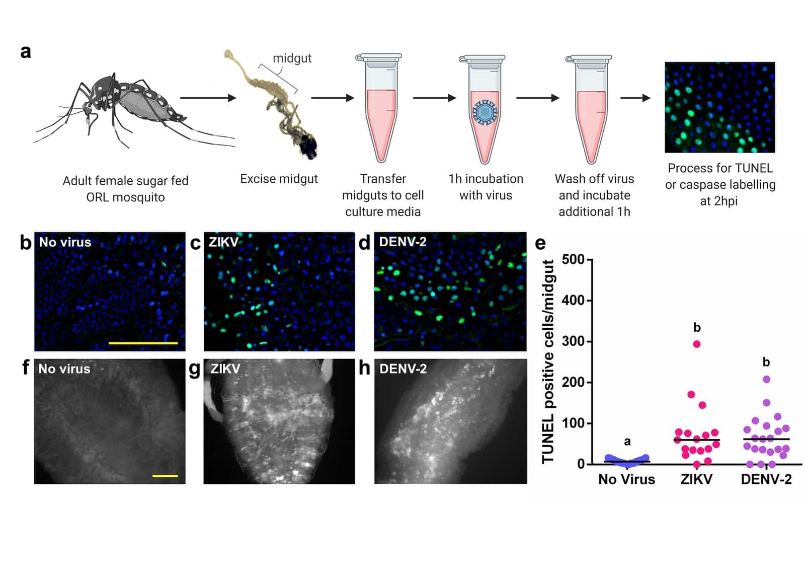Clustered rapid induction of apoptosis limits ZIKV and DENV-2 proliferation in the midguts of Aedes aegypti