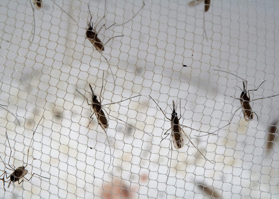 First in human clinical trials of the AnAPN1 malaria transmission-blocking vaccine