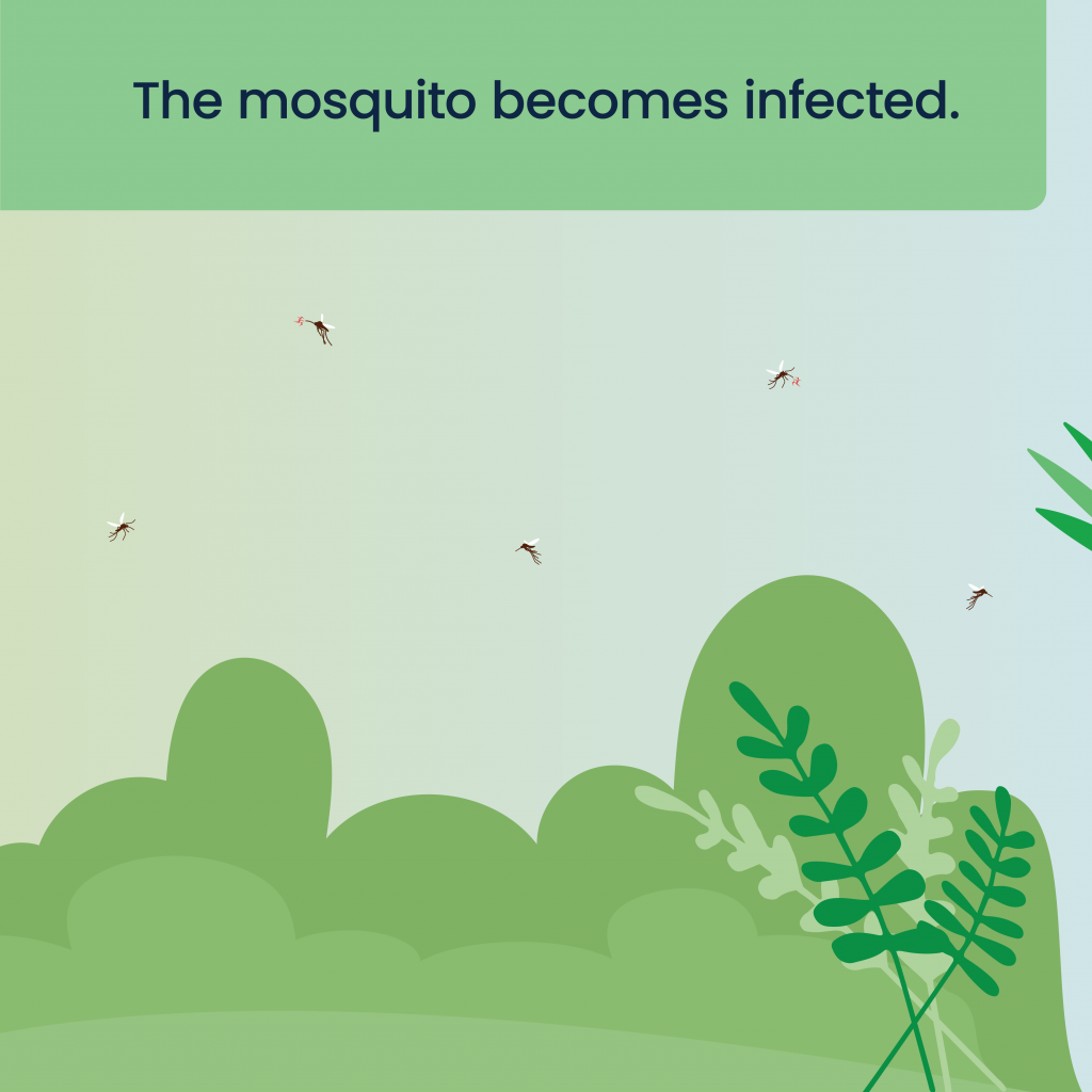 Illustration of several mosquitoes flying above green vegetation in an outdoor setting, accompanied by the caption “The mosquito becomes infected.”