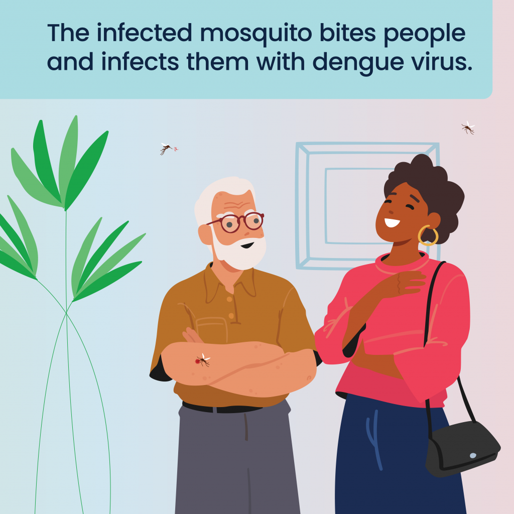 Illustration of an infected mosquito flying near two people indoors, with one mosquito shown biting a person’s arm while the caption reads “The infected mosquito bites people and infects them with dengue virus.”