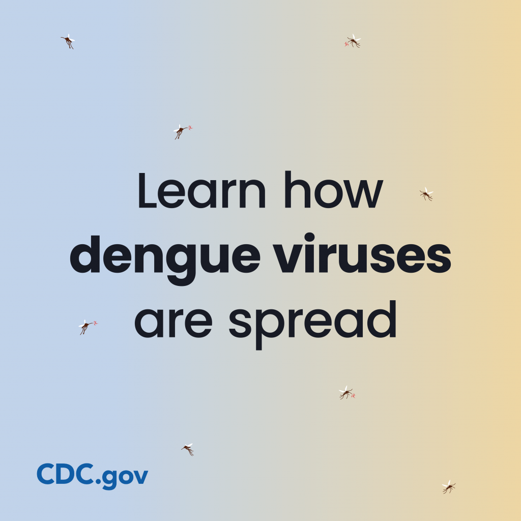 Illustration of several mosquitoes flying around a softly shaded background while bold text in the center reads “Learn how dengue viruses are spread,” with a small “CDC.gov” label at the bottom.