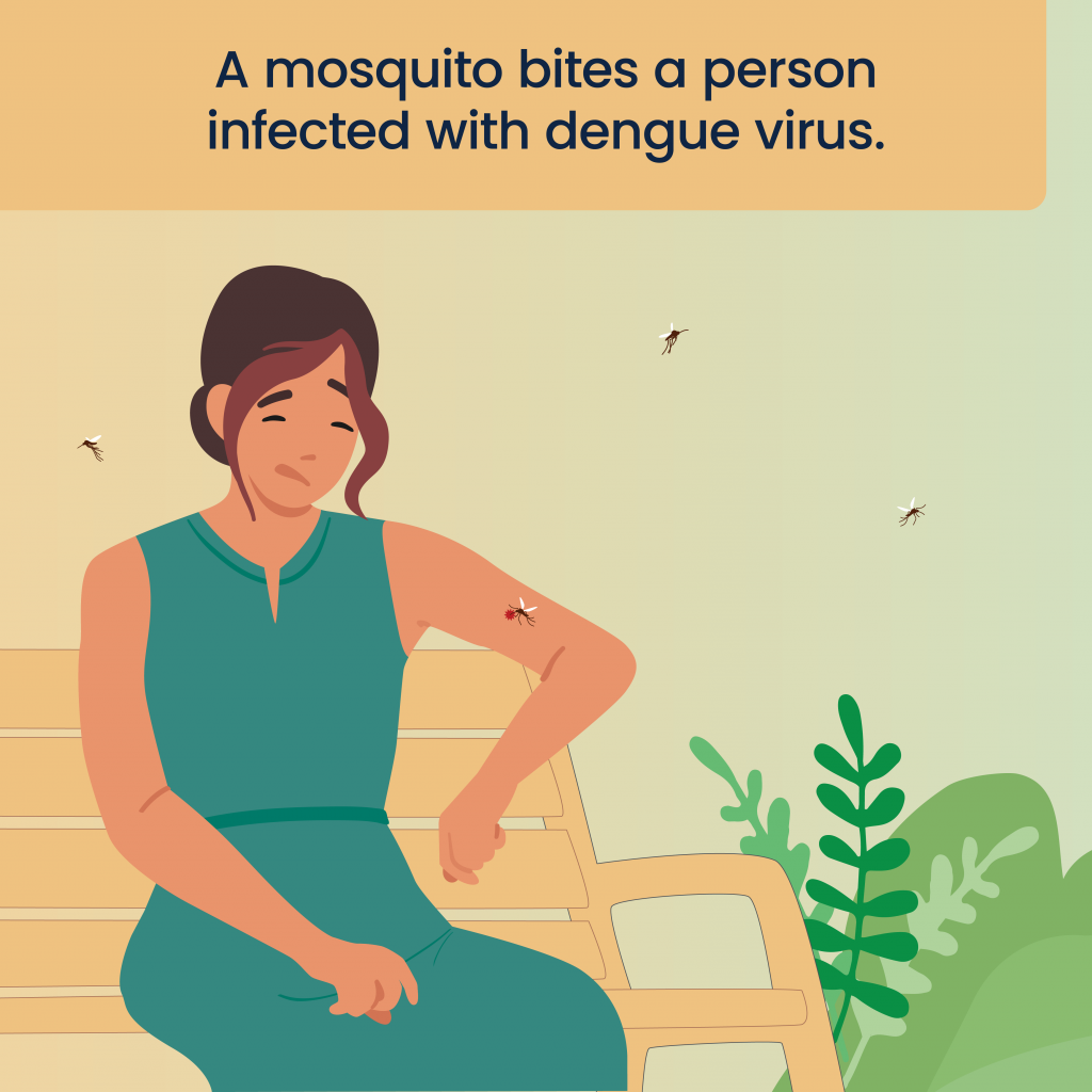 Illustration of a mosquito is shown biting a seated person on the arm while additional mosquitoes hover nearby. Picture caption reads "A mosquito bites a person infected with dengue virus"