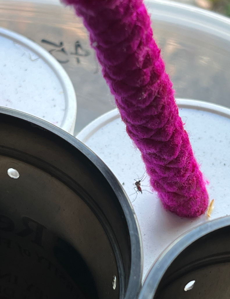 This picture shows a yellow-fever female mosquito (Aedes aegypti) libating on dye-containing sugar solution to track their movement