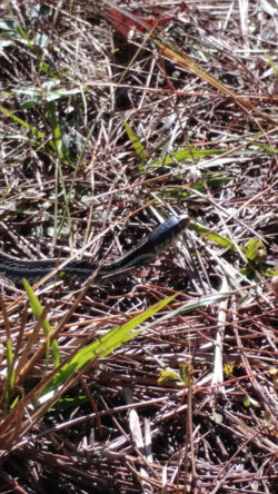 Crystal River, FL