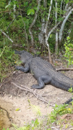 Fakahatchee, FL