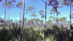 Hobe Sound, FL