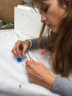 Dr. Ganser collecting a tick