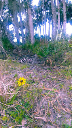 St. Sebastian, FL