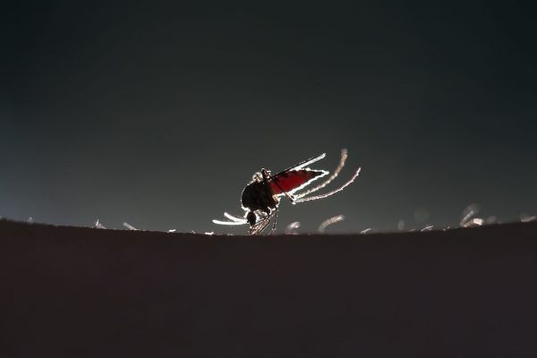 mosquito on a human skin