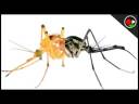 Mosquitoes